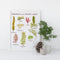 Seaweeds of the Pacific Coast Art Print depicting watercolor seaweed illustrations, displayed with a small plant in a jar and pinecone beside it. Frame not included.