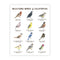 Backyard Birds of California Art Print featuring watercolor illustrations and names of native birds, perfect for home or office decor and bird identification. Frame not included.