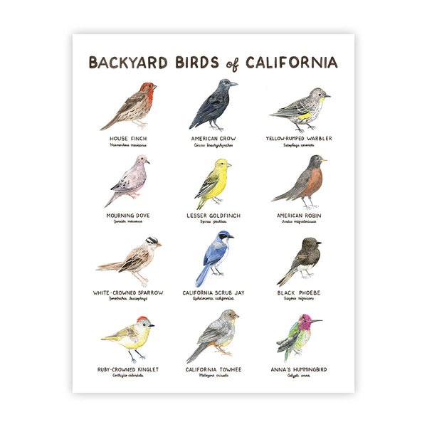 Backyard Birds of California Art Print – Yardia