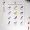 Backyard Birds of the East Coast Art Print displays watercolor illustrations of diverse bird species, each labeled with common and Latin names, perfect for bird enthusiasts.