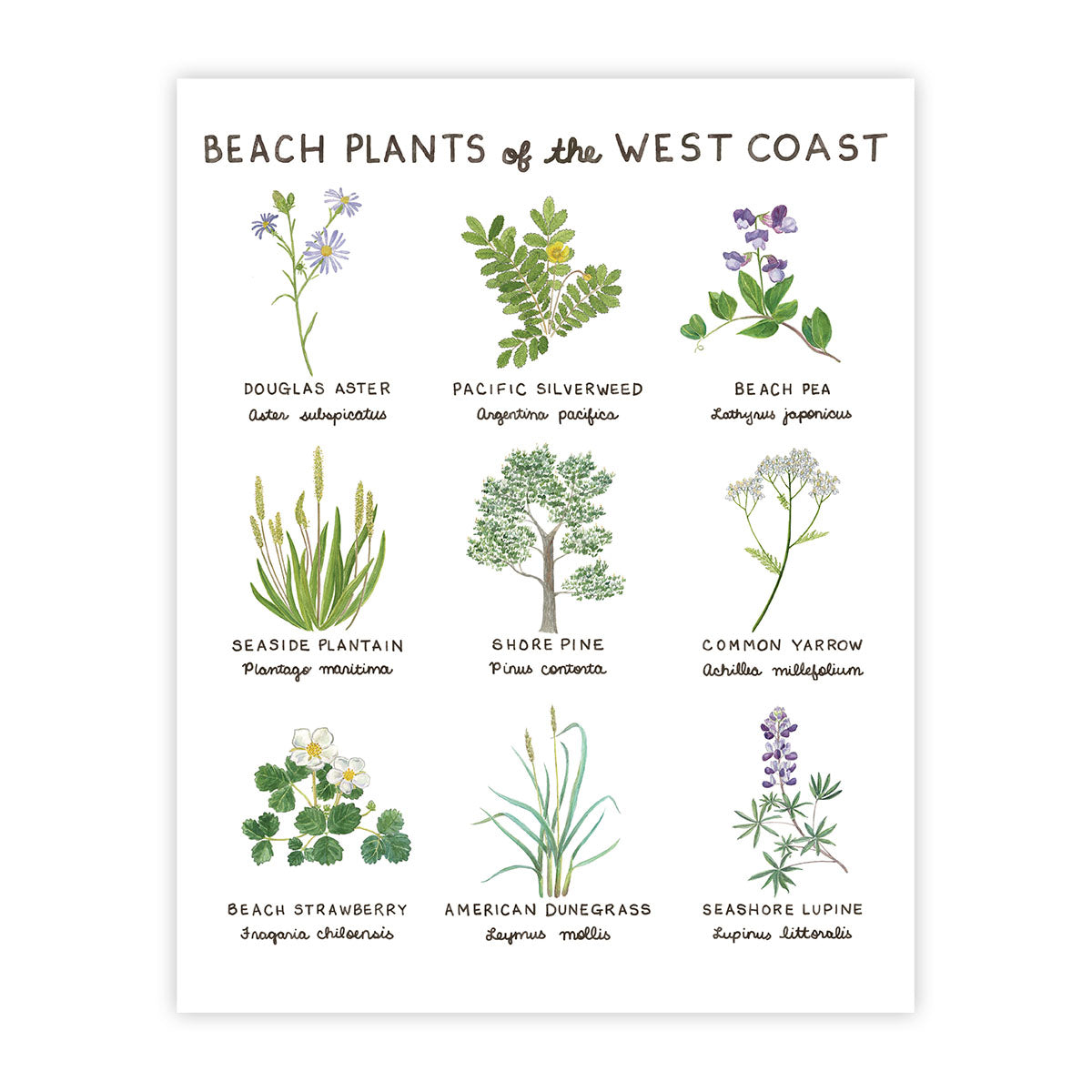 Beach Plants of the West Coast Art Print featuring botanical illustrations of beach plants, painted by Brigida Swanson, showcasing vibrant watercolors.