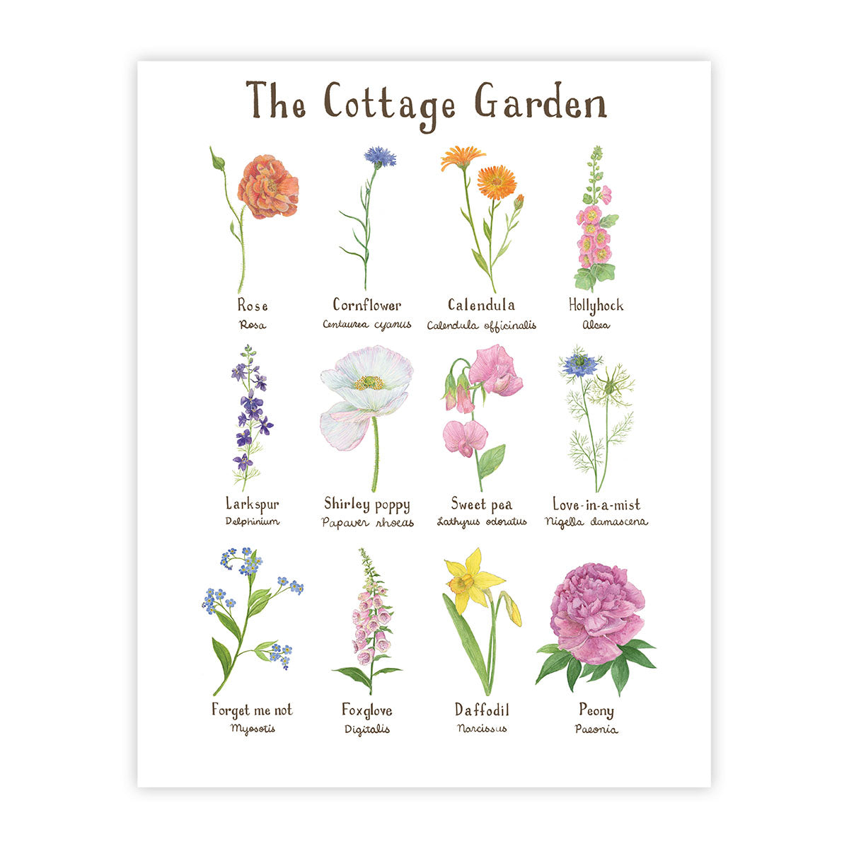 Cottage Garden Art Print showcasing watercolor flowers with names; perfect for adding floral charm to any room.