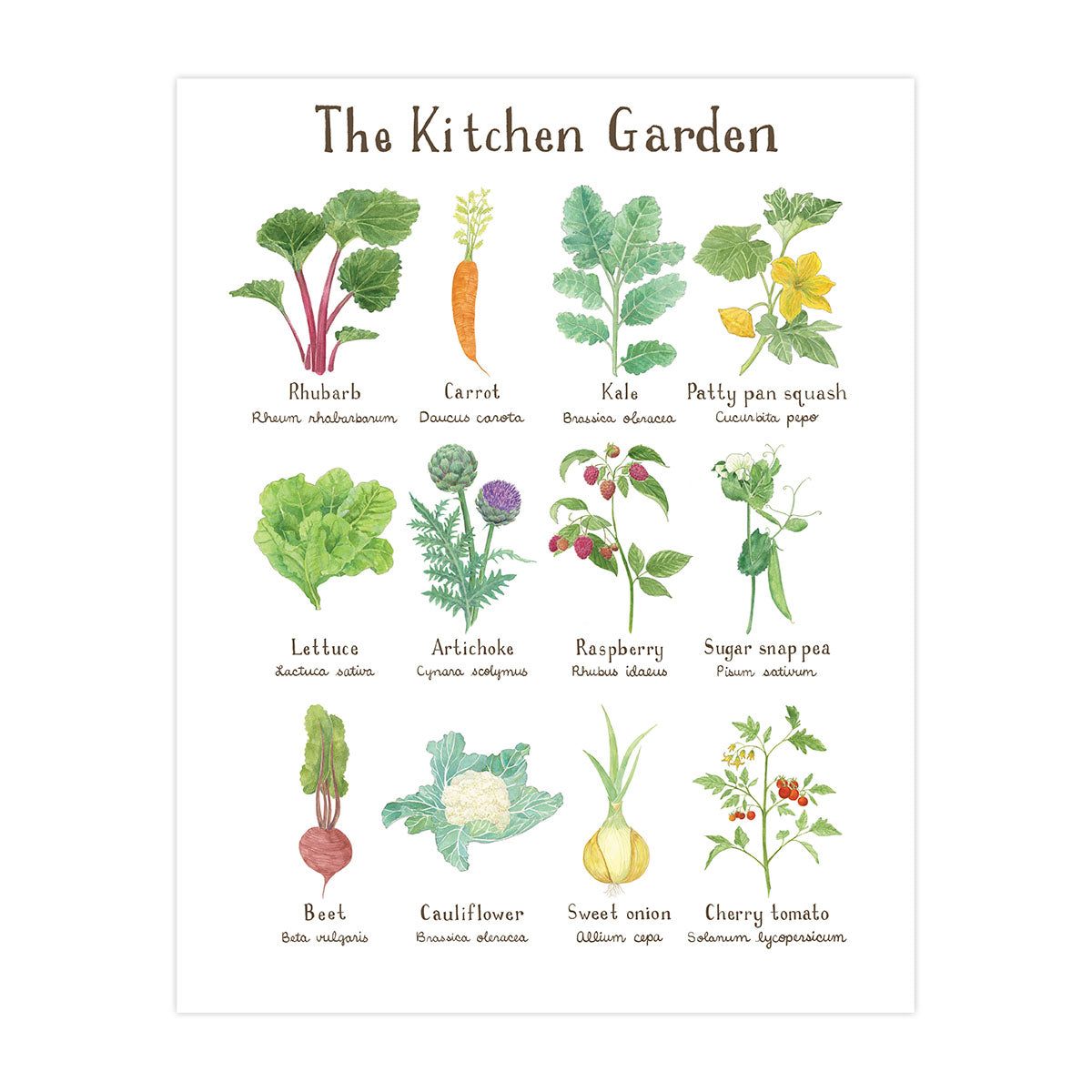 Kitchen Garden Art Print featuring watercolor illustrations of various vegetables, like cauliflower and onion, capturing edible gardening themes by Seattle artist Brigida Swanson.