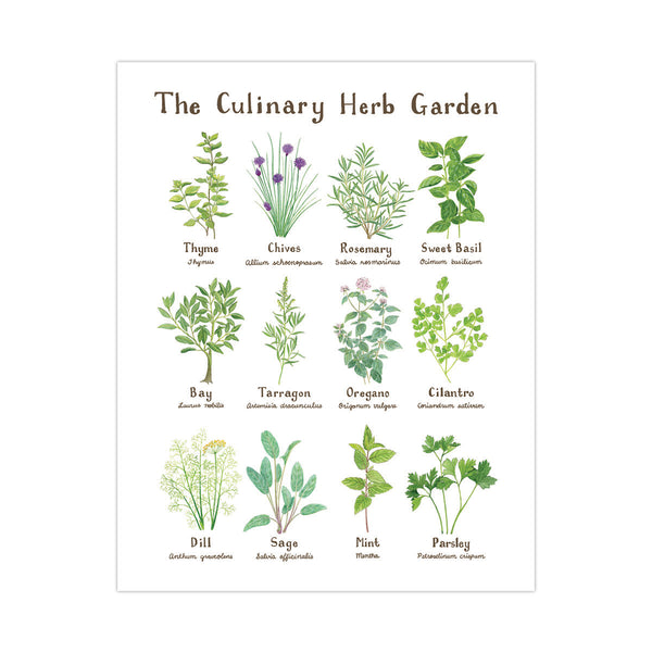 Culinary Herb Garden Art Print