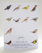 Happy Bird Day - Birding Birthday Card featuring watercolor birds, perfect for bird lovers. Comes with a kraft envelope, made from recycled paper, blank inside.