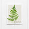 Fern Card - Botanical Everyday Card featuring a watercolor oak fern with common and Latin names, perfect for nature lovers. Blank interior, 100% recycled paper, includes kraft envelope.