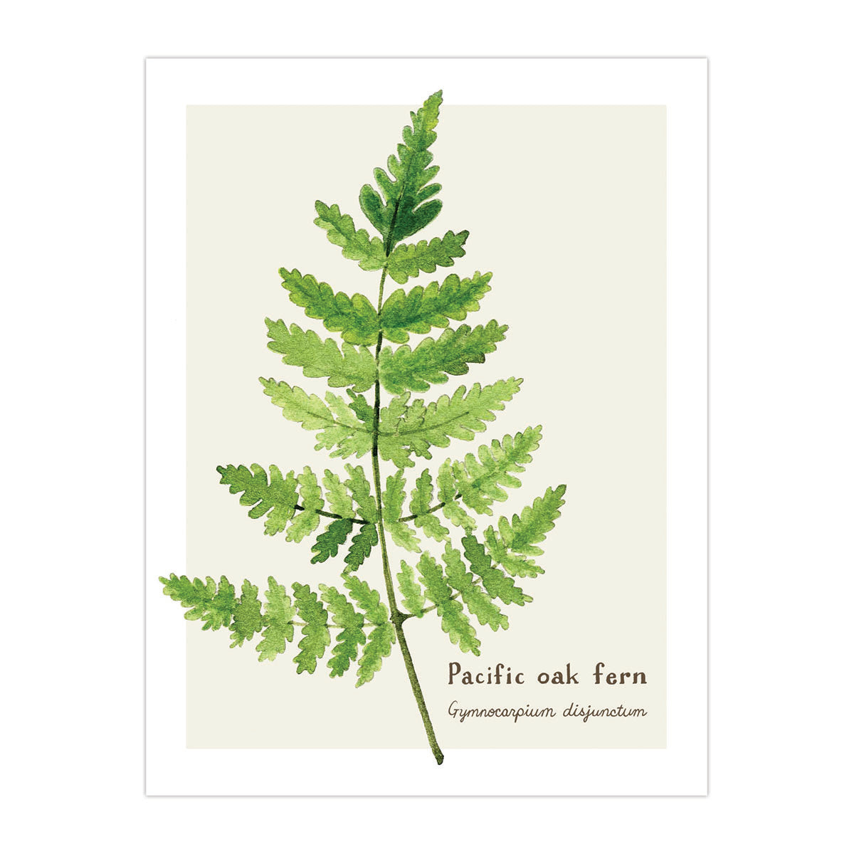 Fern Card - Botanical Everyday Card featuring a detailed watercolor oak fern illustration, blank inside, on recycled paper with a kraft envelope, perfect for nature lovers.