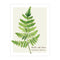 Fern Card - Botanical Everyday Card featuring a detailed watercolor oak fern illustration, blank inside, on recycled paper with a kraft envelope, perfect for nature lovers.