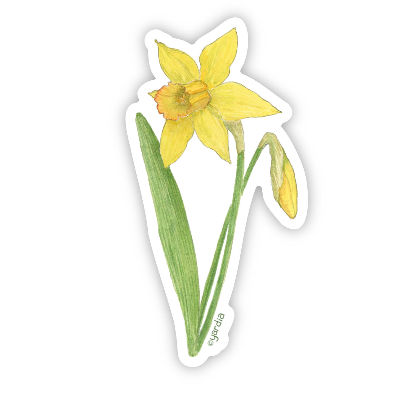Daffodil Sticker - Watercolor Floral Vinyl Sticker: A detailed illustration of a yellow daffodil with green leaves, perfect for decorating personal items.