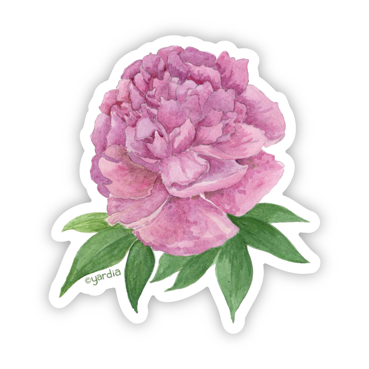 Peony Sticker - Watercolor Floral Vinyl Sticker featuring a detailed pink peony with green leaves, highlighting a cottage garden charm.