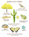 Arizona State Symbols Art Print featuring watercolor illustrations of cactus, birds, butterfly, and frog, with accompanying common and Latin names. Frame not included.