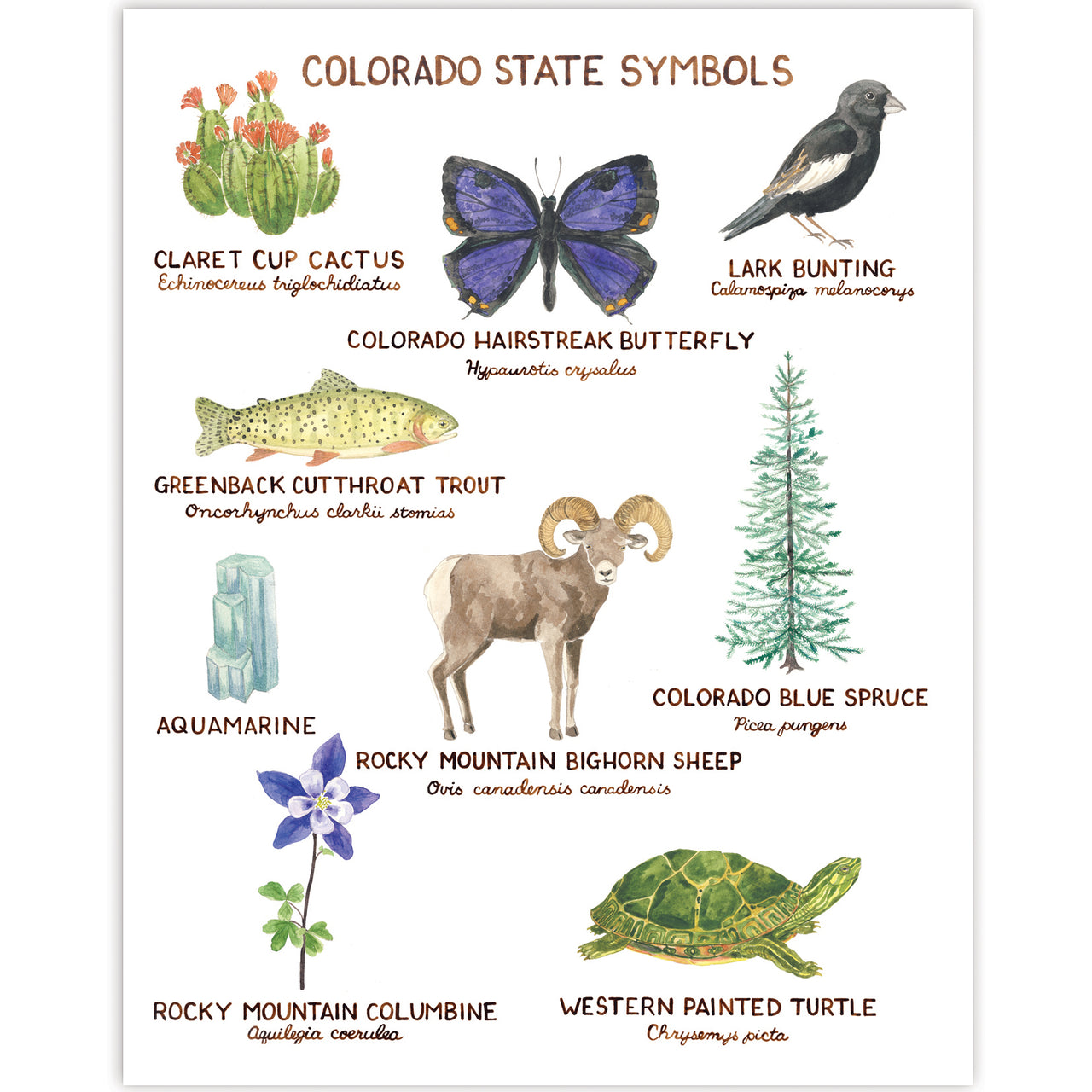 Colorado State Symbols Art Print featuring watercolor illustrations of a bird, butterfly, ram, fish, pine tree, cactus, turtle, and flower. Art print only, frame not included.