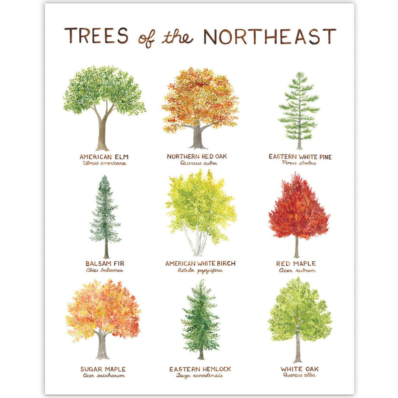 Trees of the Northeast Art Print featuring watercolor illustrations of various native trees with their names, designed by artist Brigida Swanson. Frame not included.