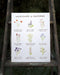 Wildflowers of California Art Print featuring watercolor illustrations of native flowers with their names, designed by Brigida Swanson. Frame not included.