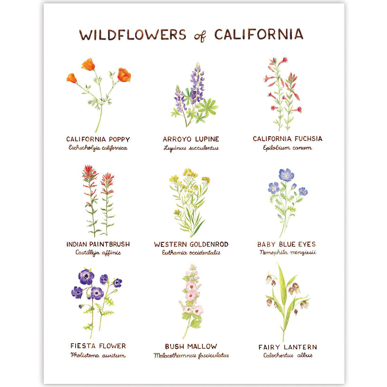 Wildflowers of California Art Print featuring watercolor illustrations and hand-lettered names of native flowers by Brigida Swanson. Museum quality, 11x14 inches, unframed.