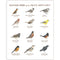 Backyard Birds of the Pacific Northwest Art Print: features watercolor illustrations of regional birds with common and Latin names, hand-lettered by Brigida Swanson.