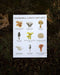 Mushrooms of the Pacific Northwest Art Print featuring watercolor illustrations of nine mushrooms with their names, printed on archival paper. Frame not included.