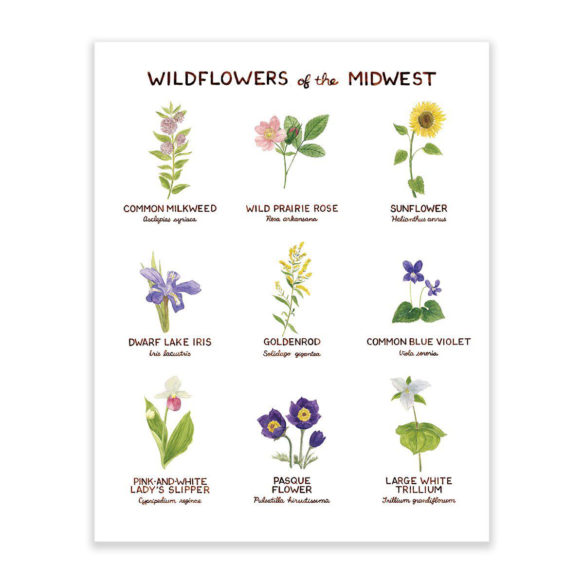 Wildflowers of the Midwest Art Print featuring watercolor illustrations of nine Midwest wildflowers with common and Latin names by artist Brigida Swanson. Frame not included.