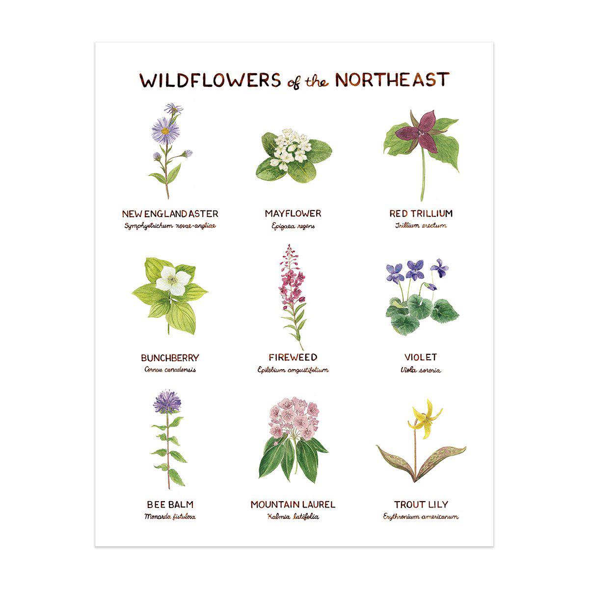 Wildflowers of the Northeast Art Print featuring watercolor illustrations of nine wildflowers with common and Latin names, created by artist Brigida Swanson. Frame not included.
