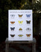 Pacific Northwest Butterflies Art Print featuring watercolor illustrations of twelve native butterflies, each labeled with common and Latin names, by artist Brigida Swanson.