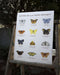 Pacific Northwest Butterflies Art Print featuring watercolor illustrations of twelve native butterflies with their common and Latin names, painted and hand-lettered by Brigida Swanson.