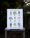 California Trees Art Print: Watercolor illustrations of nine native California trees with common and Latin names, printed on archival paper, unframed.