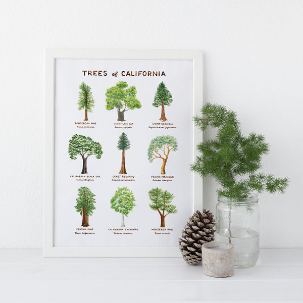 trees of california 11x14 watercolor art print, displayed with nature home decor