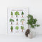 California Trees Art Print featuring watercolor illustrations of nine native trees with common and Latin names, by Brigida Swanson. Frame not included. Museum quality archival paper.