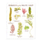 Seaweeds of the Pacific Coast Art Print, featuring watercolor illustrations of labeled seaweeds, showcasing a modern vintage naturalist aesthetic on archival paper. Frame not included.
