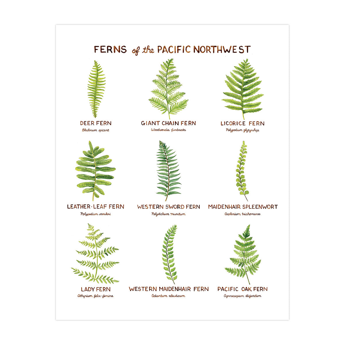 Ferns of the Pacific Northwest Art Print featuring various fern types, showcasing intricate botanical details on archival cotton paper. Frame not included.