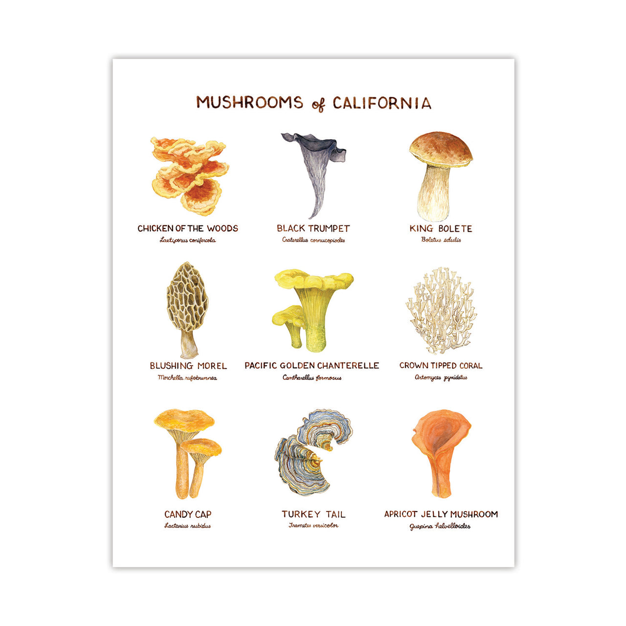 Mushrooms of California Art Print featuring various mushroom illustrations with common and Latin names, designed by Brigida Swanson on archival paper. Frame not included.