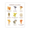 Mushrooms of California Art Print featuring various mushroom illustrations with common and Latin names, designed by Brigida Swanson on archival paper. Frame not included.