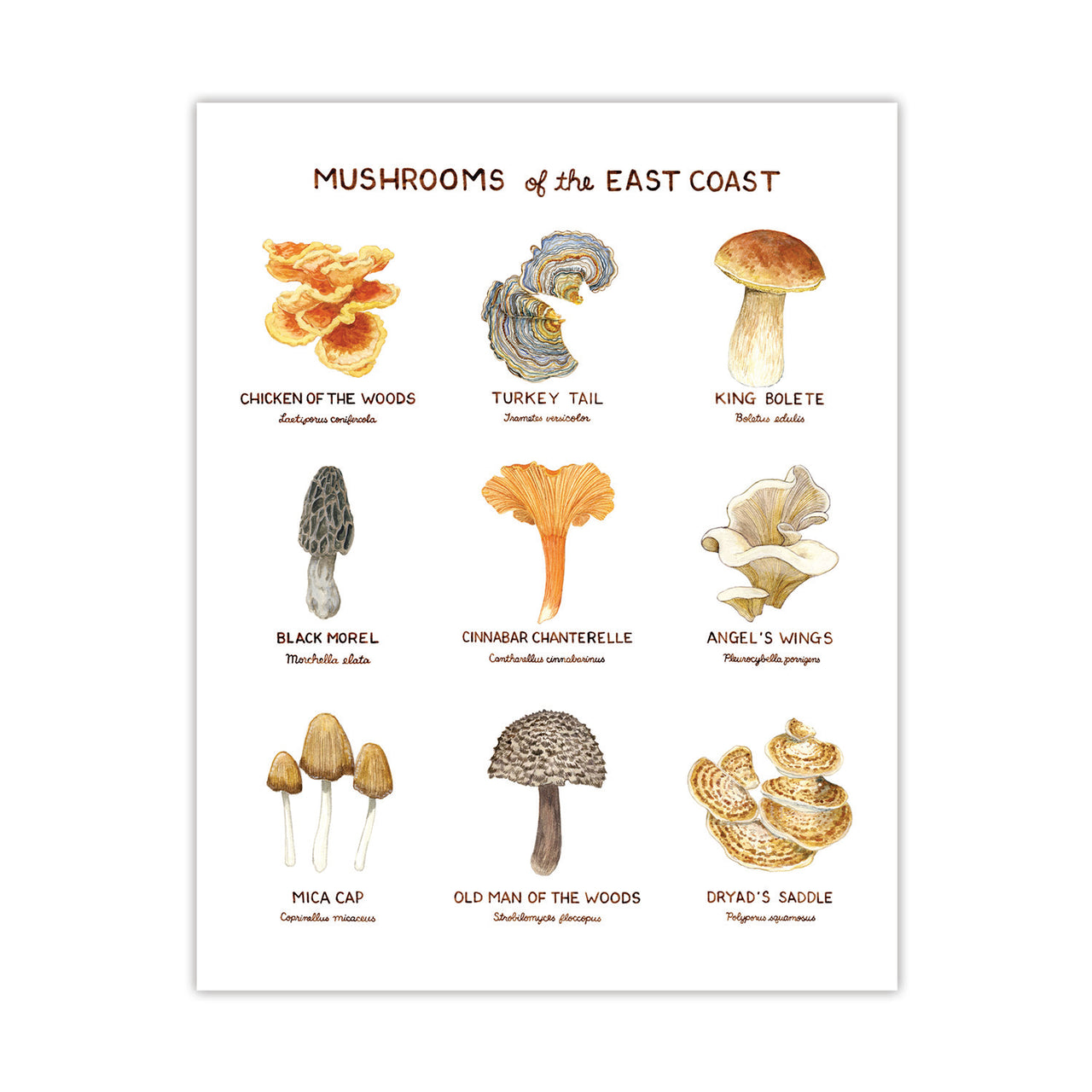 Mushrooms of the East Coast Art Print featuring hand-painted mushrooms with Latin and common names, designed by Brigida Swanson on archival paper. Frame not included.