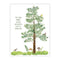 Uplifting Father's Day Card featuring a watercolor tree and forest birds, blank inside, printed on recycled cardstock with a kraft envelope.