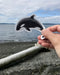 orca vinyl sticker pictured on Seattle beach