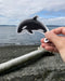 Hand holding an Orca Sticker with watercolor art by Brigida Swanson, displayed on a beach. Weatherproof and fade-resistant, perfect for nature lovers.