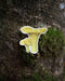 Chanterelle Mushroom Sticker depicting a watercolor Golden Chanterelle on tree bark, designed by Brigida Swanson. Weatherproof and perfect for laptops or water bottles.