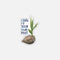 grow at your own pace seedling sticker
