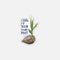 Grow At Your Own Pace Coconut Sticker: A vinyl sticker showing a watercolor plant sprouting from a coconut with hand-lettered text, inspired by CHamoru heritage.