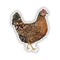 Speckled Sussex Hen - Watercolor Chicken Sticker featuring a detailed hen illustration by artist Brigida Swanson, ideal for personalizing laptops or water bottles.