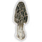 Close-up of a Morel Mushroom - Watercolor Mushroom Sticker by Brigida Swanson, showcasing intricate watercolor details. Ideal for laptops or water bottles.