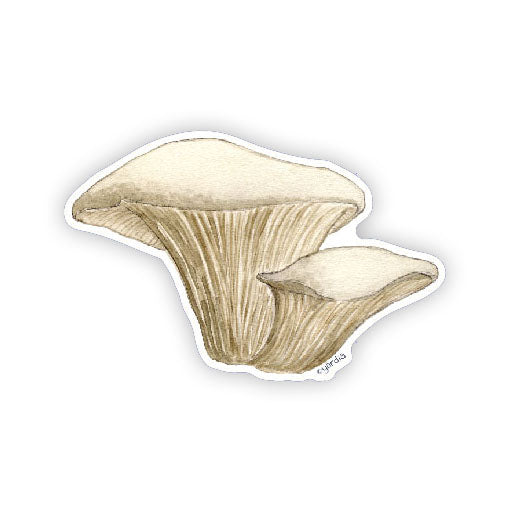 Watercolor illustration of oyster mushrooms on a vinyl sticker, designed by Seattle artist Brigida Swanson. Perfect for decorating laptops or water bottles.