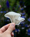 Hand holding the Oyster Mushrooms - Watercolor Mushroom Sticker, featuring a watercolor illustration of oyster mushrooms by artist Brigida Swanson, suitable for laptops or water bottles.