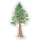 Giant Sequoia - Watercolor California Redwood Tree Sticker featuring a detailed watercolor illustration of a Giant Sequoia tree, perfect for laptops or water bottles.