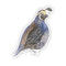California Quail - Watercolor Bird Sticker featuring a quail illustration, perfect for ornithology enthusiasts; ideal for laptops or water bottles.