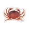 Watercolor illustration of a Dungeness crab sticker by Brigida Swanson, highlighting its West Coast identity and Coastal Grandmother aesthetic.