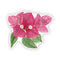 Bougainvillea - Watercolor Wildflower Sticker featuring a detailed close-up of a bougainvillea flower, perfect for adding a botanical touch to surfaces.
