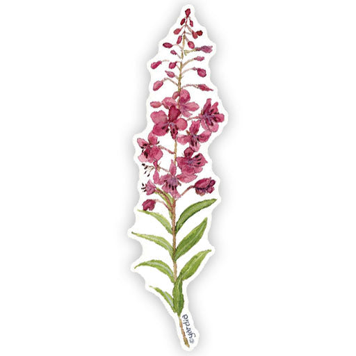 Watercolor illustration of a fireweed wildflower sticker, designed by Brigida Swanson. Ideal for decorating laptops or water bottles. Weatherproof and fade-resistant.