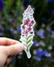 Hand holding the Fireweed - Watercolor Wildflower Sticker, featuring a watercolor illustration of a fireweed flower, designed by Brigida Swanson.