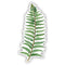 Sword Fern - Watercolor Fern Sticker, featuring a detailed watercolor illustration of a sword fern frond, ideal for laptops or water bottles.